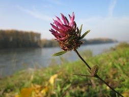 Red clover meadow on a background of the river