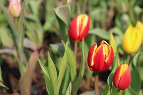 cute tulips in the garden