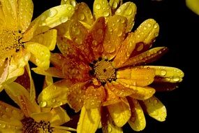 raindrops on yellow petals