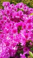 pink azalea, blooming bush