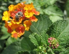 Bee on the beautiful colorful flower in spring