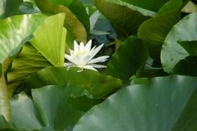 white water lily flower among green leaves on a pond