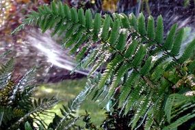 green fern in a fairy forest