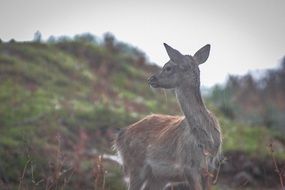 alone young deer in wildlife