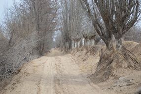 trees near the clay road