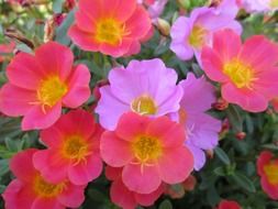 park of flowers