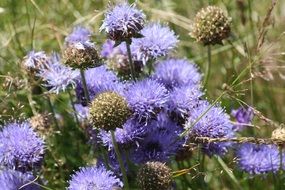 jasione montana, alpine wildflowers, france