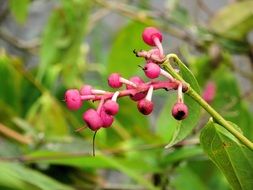 pink berries of a tropical plant in Ecuador