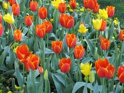yellow and red tulips in spring