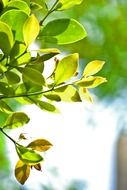 green leaves in Sri Lanka