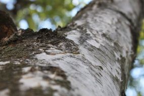 birch trunk close up