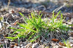 Sunny grass green meadow spring