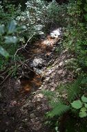 brook in a green forest