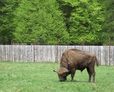 bison grazing on fenced pasture at forest