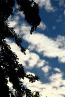 silhouette of a tree branch in the cloudy sky