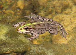 Frog on the surface