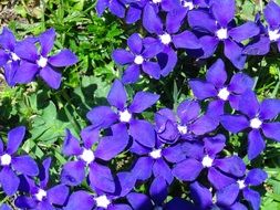 purple flowers on a flowerbed in a spring garden