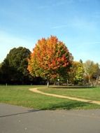 tree near the trail on a green meadow