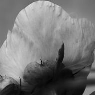 monochrome macro photo of bottom view of flower