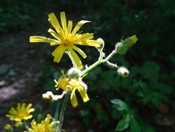 bright yellow flower in summer