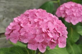 hydrangea red pink flower