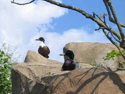 Picture of ducks are on a rock