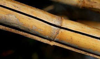 cylindrical reed stalk