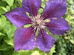 clematis drip blossom