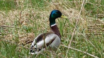 unusually beautiful duck in grass