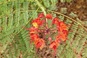 Red flowers and fern
