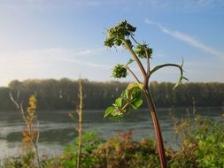 angelica sylvestris on the background of the river