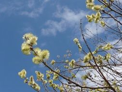 Picture of spring in Germersheim
