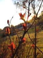 unusually beautiful plant spring