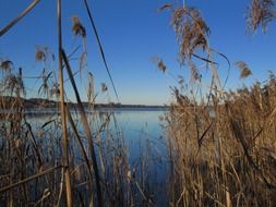 landscape of High sea grass in autumn