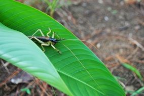 big black grasshopper on a leaf