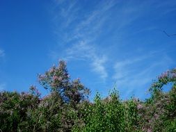 flowering bushes of lilac