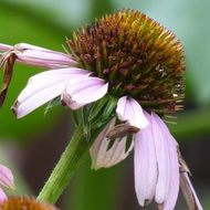 Echinacea flower in the garden