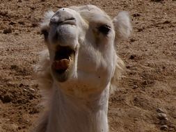 dromedary in wildlife