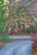 Road in the forest in autumn