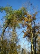 green trees in forest scene