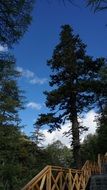 trees in the forest against the blue sky