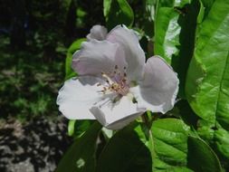 white flower on a green bush in the garden