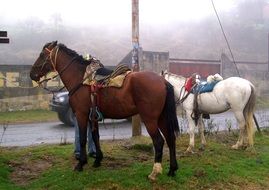 two horses in countryside