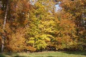 colorful autumnal forest