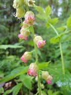 field plant with pink flowers