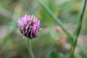 lonely clover bud