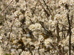 flowering shrubs of blackthorn