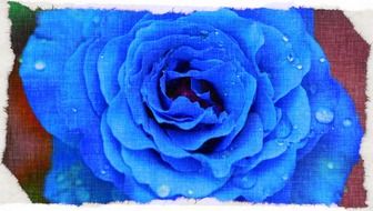 Blue rose with drops of water