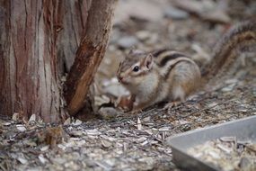 small squirrel in menagerie