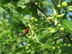 ladybug on the inflorescence of the bush close-up on blurred background